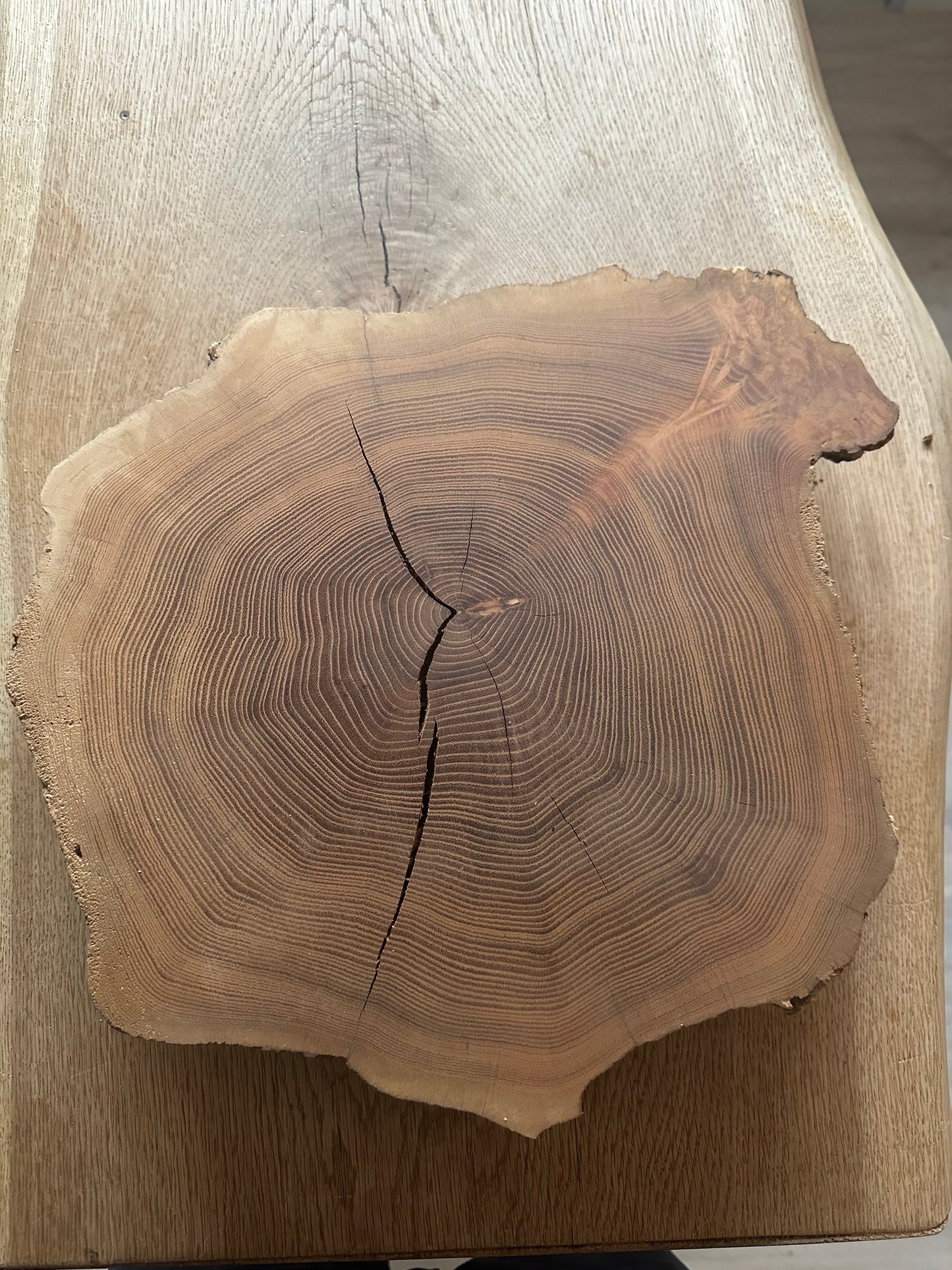 Baumscheibe Traumhaft Kiefer 350mm Durchmesser 60mm Stärke