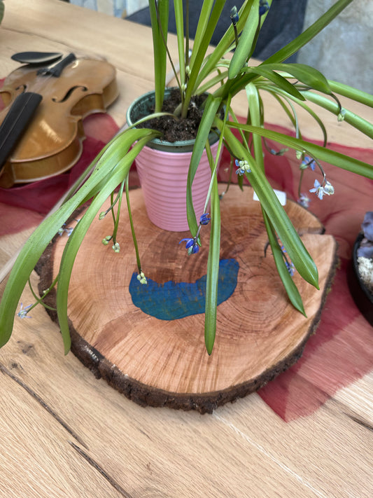 Baumscheibe massiv Traumhafte Eiche 280mm 30mm Stärke